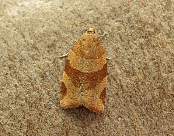 49.023 BF971 Pandemis cinnamomeana