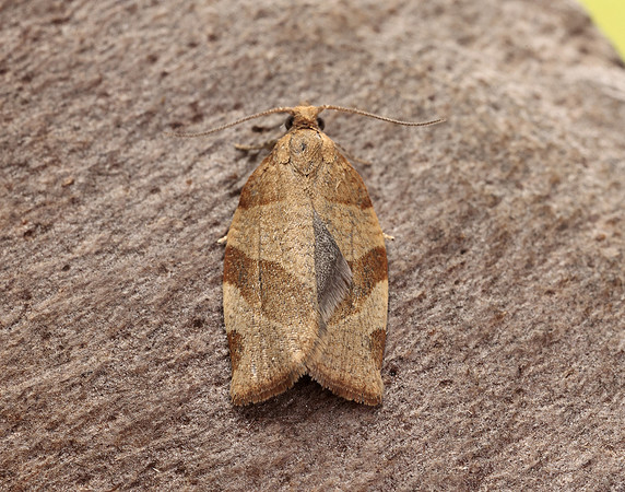 49.025 BF970 Barred Fruit-tree Tortrix Pandemis cerasana