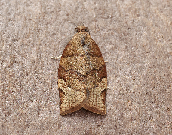 49.025 BF970 Barred Fruit-tree Tortrix Pandemis cerasana