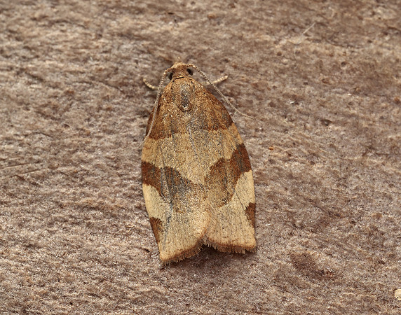 49.025 BF970 Barred Fruit-tree Tortrix Pandemis cerasana