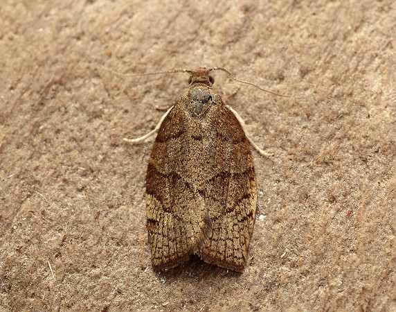 49.025 BF970 Barred Fruit-tree Tortrix Pandemis cerasana