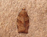 49.026 BF972 Dark Fruit-tree Tortrix Pandemis heparana