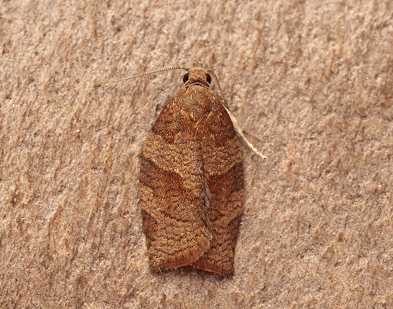 49.026 BF972 Dark Fruit-tree Tortrix Pandemis heparana