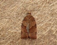 49.026 BF972 Dark Fruit-tree Tortrix Pandemis heparana