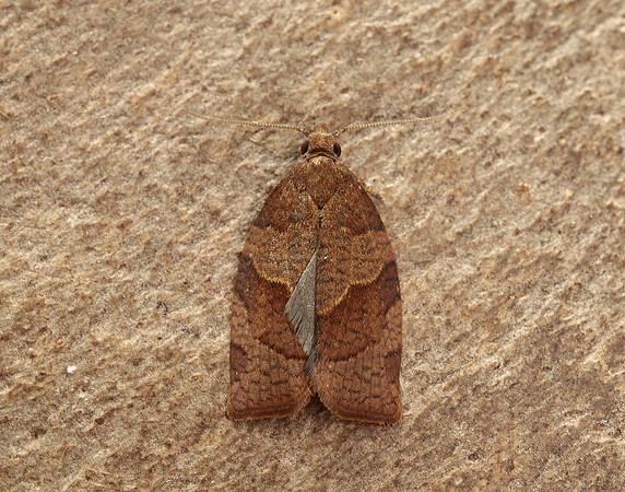 49.026 BF972 Dark Fruit-tree Tortrix Pandemis heparana