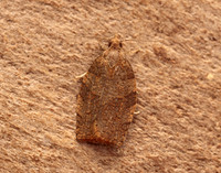 49.026 BF972 Dark Fruit-tree Tortrix Pandemis heparana