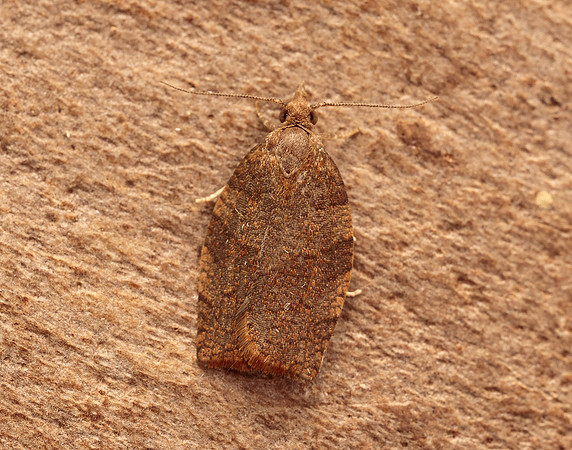 49.026 BF972 Dark Fruit-tree Tortrix Pandemis heparana
