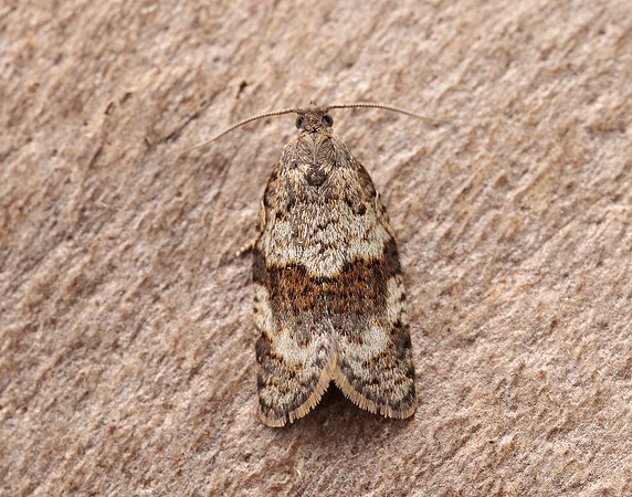 49.028 BF986 Syndemis musculana