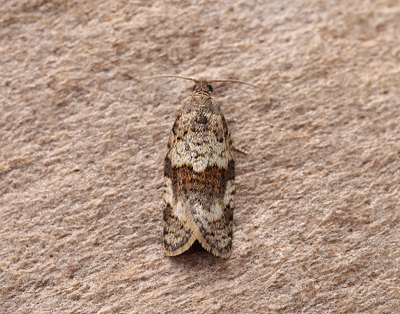 49.028 BF986 Syndemis musculana