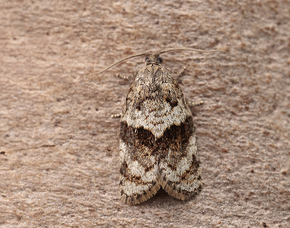 49.028 BF986 Syndemis musculana