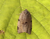 49.029 BF1002 Lozotaenia forsterana