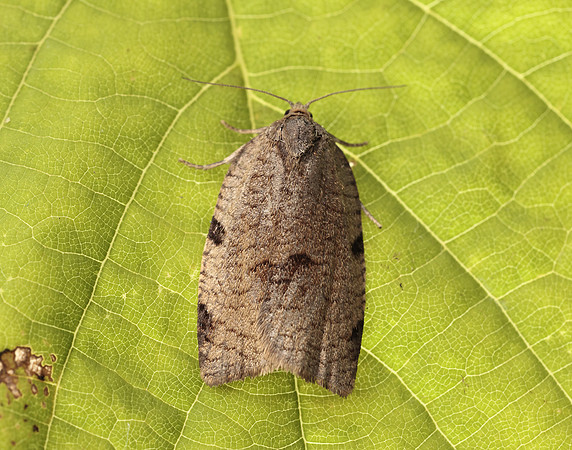 49.029 BF1002 Lozotaenia forsterana