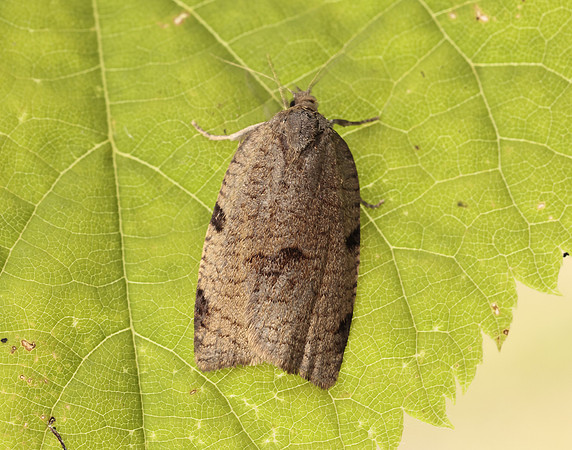 49.029 BF1002 Lozotaenia forsterana