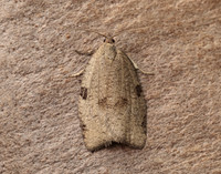 49.029 BF1002 Lozotaenia forsterana