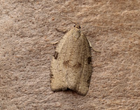 49.029 BF1002 Lozotaenia forsterana