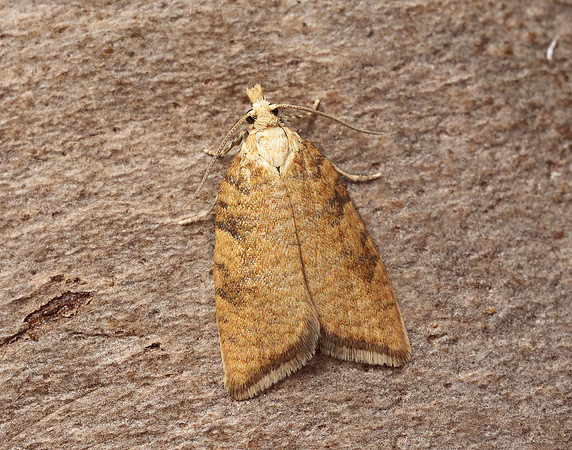 49.060  BF1032 Aleimma loeflingiana
