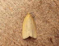 49.031 BF989 Timothy Tortrix Aphelia paleana