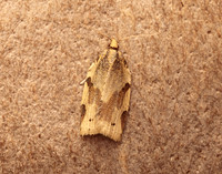 49.037 BF993 Cyclamen Tortrix Clepsis spectrana