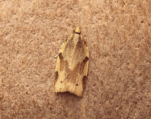 49.037 BF993 Cyclamen Tortrix Clepsis spectrana
