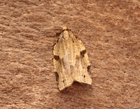 49.037 BF993 Cyclamen Tortrix Clepsis spectrana