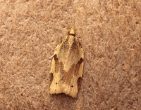 49.037 BF993 Cyclamen Tortrix Clepsis spectrana