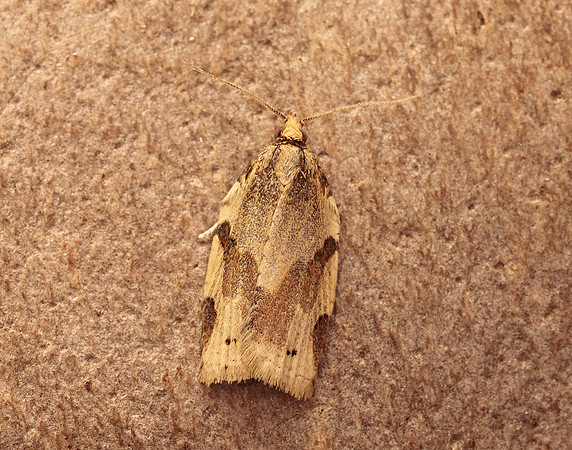 49.037 BF993 Cyclamen Tortrix Clepsis spectrana