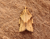 49.037 BF993 Cyclamen Tortrix Clepsis spectrana