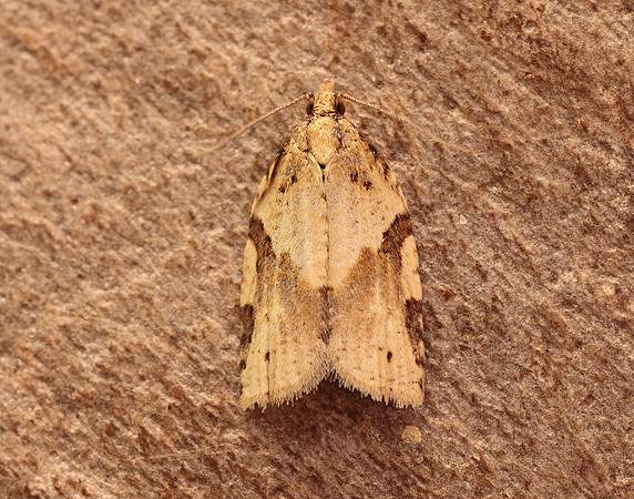 49.037 BF993 Cyclamen Tortrix Clepsis spectrana