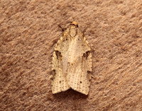 49.037 BF993 Cyclamen Tortrix Clepsis spectrana