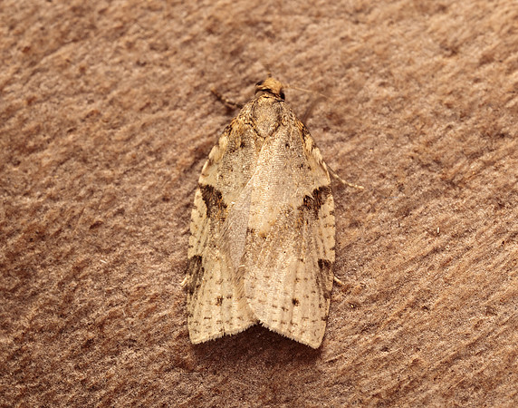 49.037 BF993 Cyclamen Tortrix Clepsis spectrana