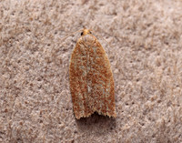49.038 BF994 Clepsis consimilana