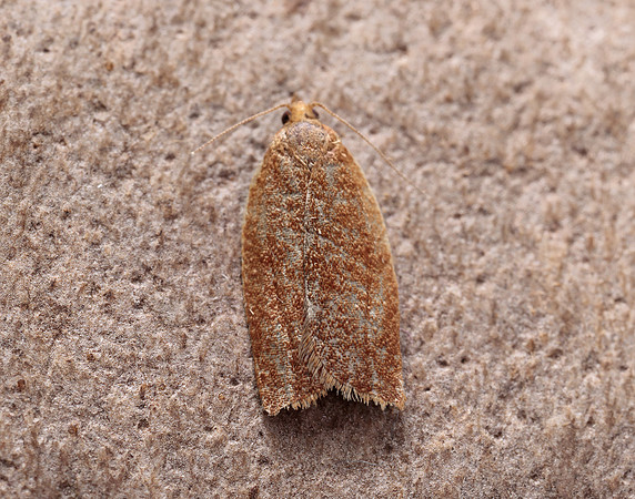 49.038 BF994 Clepsis consimilana