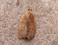 49.038 BF994 Clepsis consimilana
