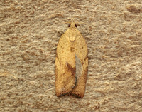 49.039 BF998 Light Brown Apple Moth Epiphyas postvittana