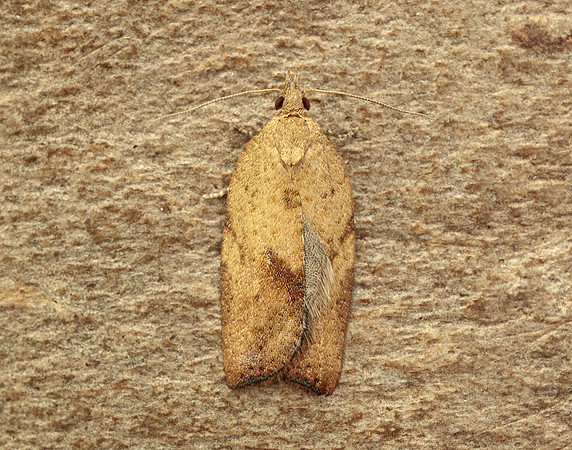 49.039 BF998 Light Brown Apple Moth Epiphyas postvittana