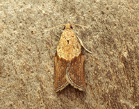 49.039 BF998 Light Brown Apple Moth Epiphyas postvittana