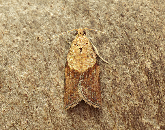 49.039 BF998 Light Brown Apple Moth Epiphyas postvittana