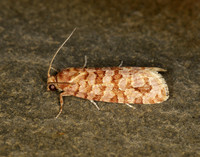 49.040 BF1001 Lozotaeniodes formosana