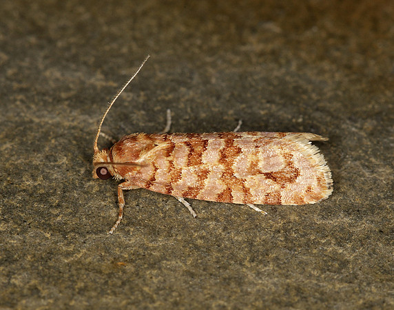 49.040 BF1001 Lozotaeniodes formosana