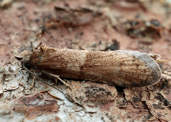 49.044 BF1025 Tortricodes alternella