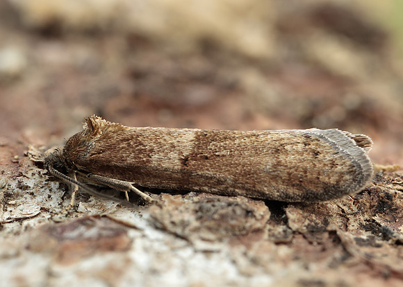 49.044 BF1025 Tortricodes alternella