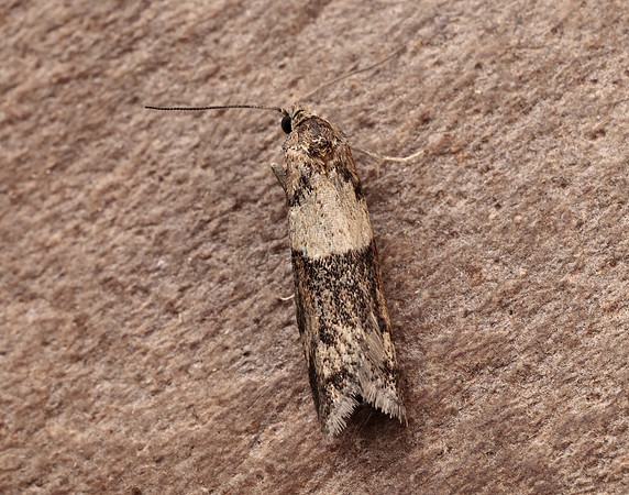 49.044 BF1025 Tortricodes alternella