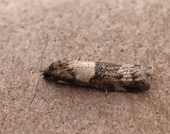 49.044 BF1025 Tortricodes alternella