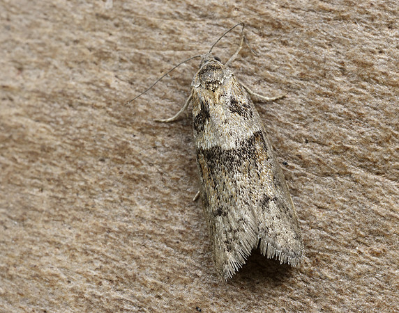 49.044 BF1025 Tortricodes alternella