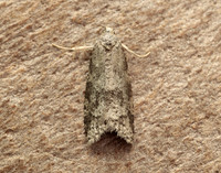 49.051 BF1021 Flax Tortrix Cnephasia asseclana gendet