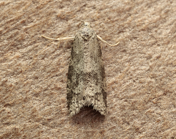 49.051 BF1021 Flax Tortrix Cnephasia asseclana gendet