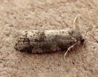 49.051 BF1021 Flax Tortrix Cnephasia asseclana gendet