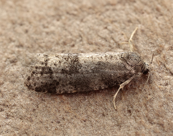 49.051 BF1021 Flax Tortrix Cnephasia asseclana gendet