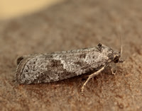 49.056 BF1019 Cnephasia conspersana