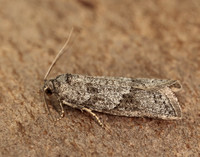 49.056 BF1019 Cnephasia conspersana gendet